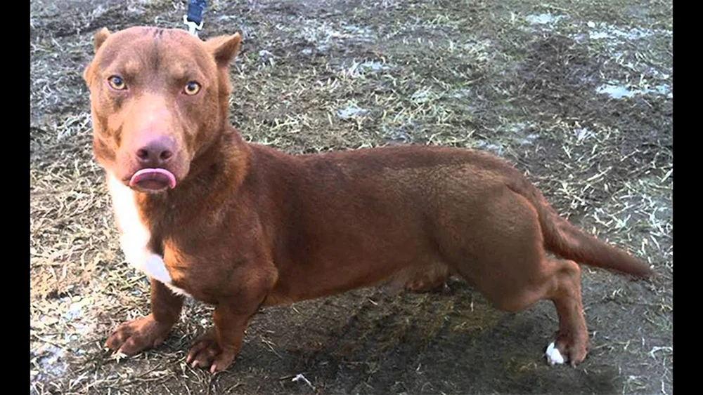 Pitbull und Dackel métis