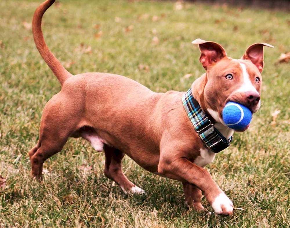 Pitbull Métis Welpe
