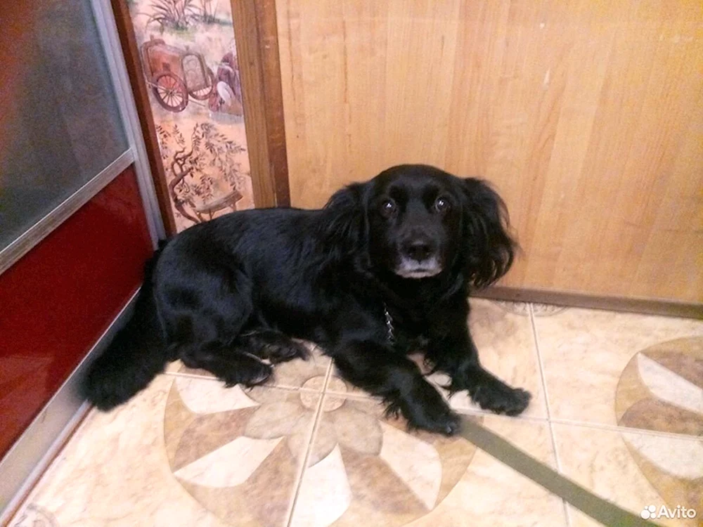 Métis Dackel und Spaniel