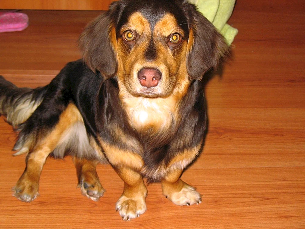 Dackel und Spaniel-Mischling