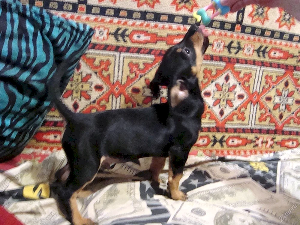 Coverpinscher und Dackel
