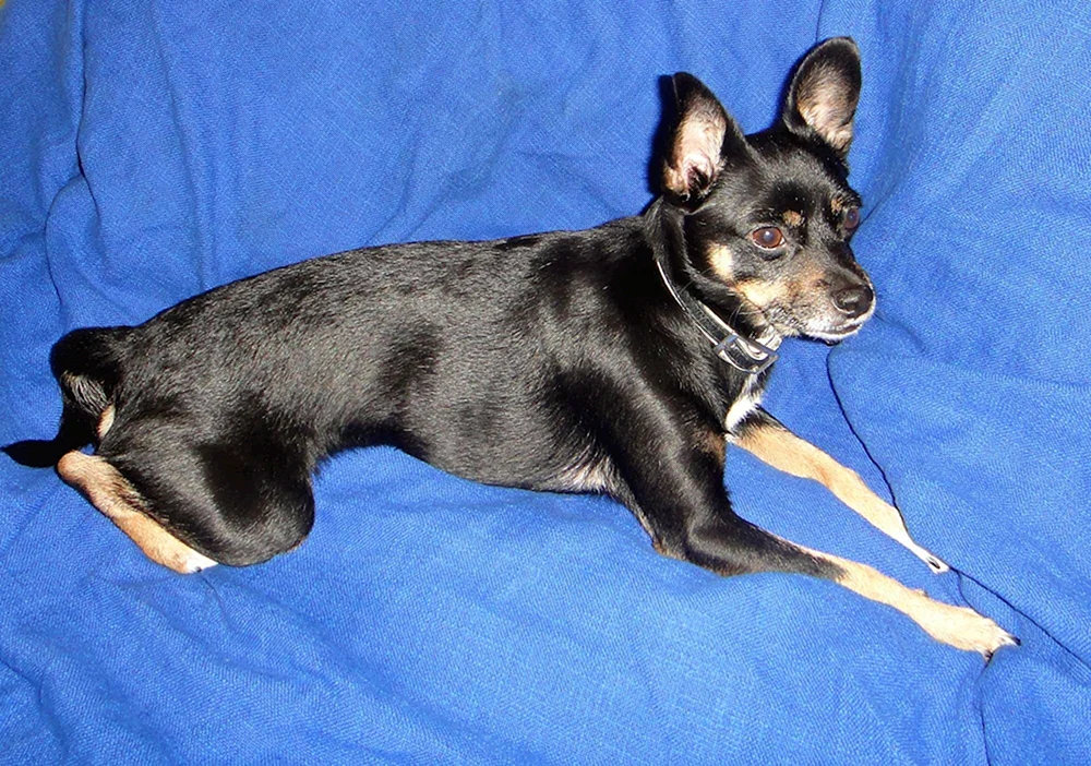Yorkshire Terrier Chorkie