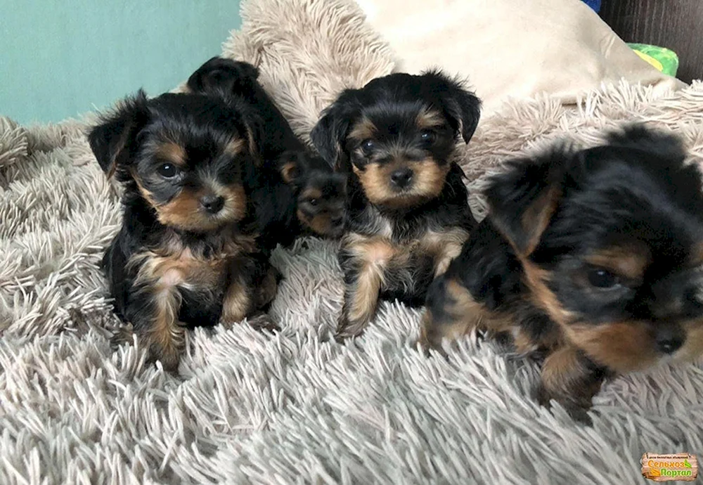 Jack métis. Russell und Yorkie
