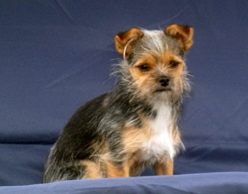 Ravelle Schäferhund Mix