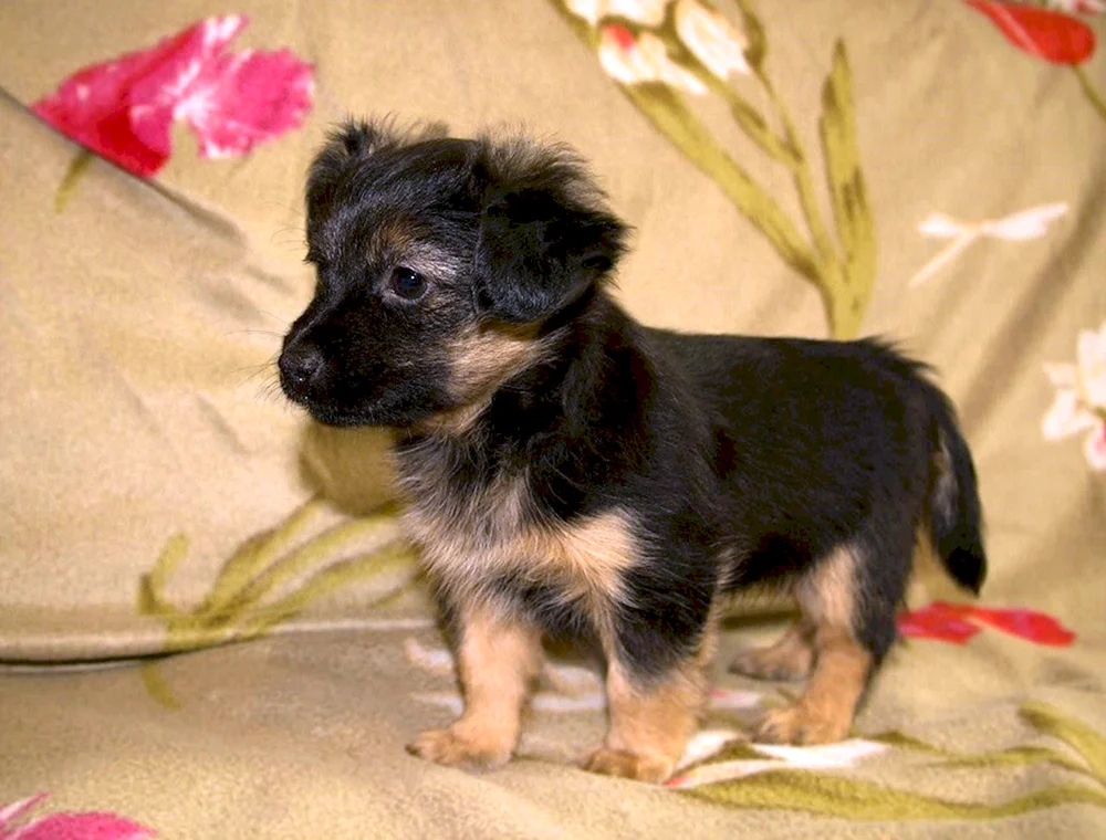 Schnauzer Terrier Mischling