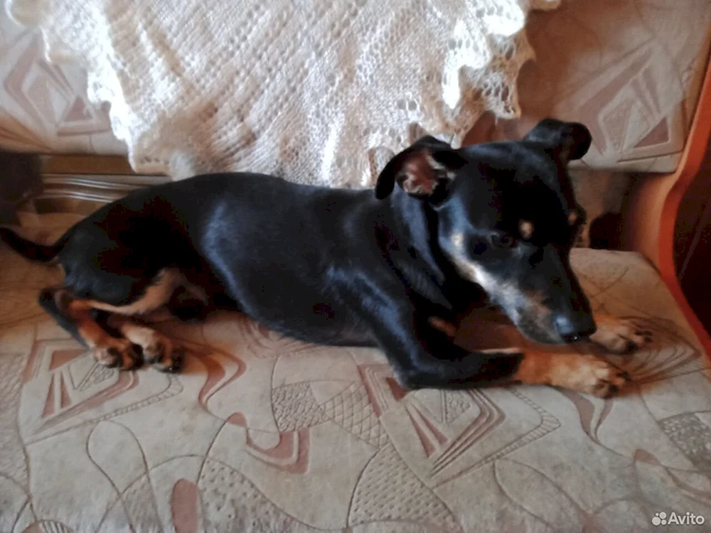 Zwergpinscher métis und Toy Terrier métis