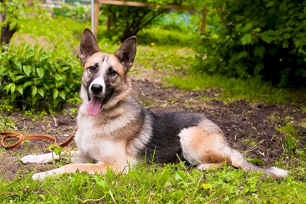 Schäferhundwelpe mestiz Schäferhund und Husky