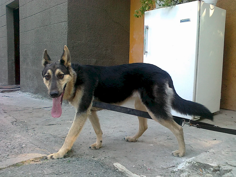 Osteuropäischer Schäferhund und Mischlingshund