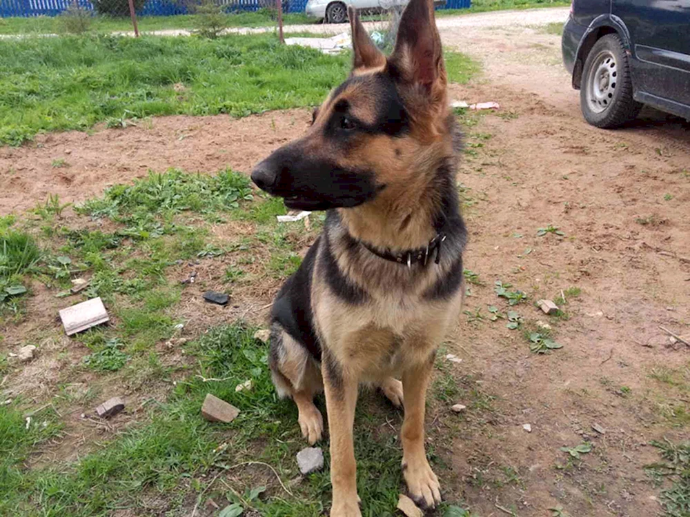 Deutscher Schäferhund Mestizo