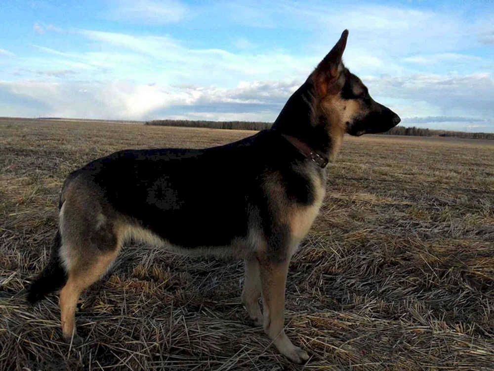 Ostsibirischer Husky Mestizo