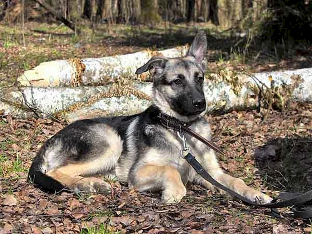 Deutscher Schäferhund Mestizo Welpen. Schäferhund