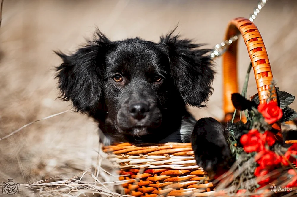 Spaniel Hund mestizo