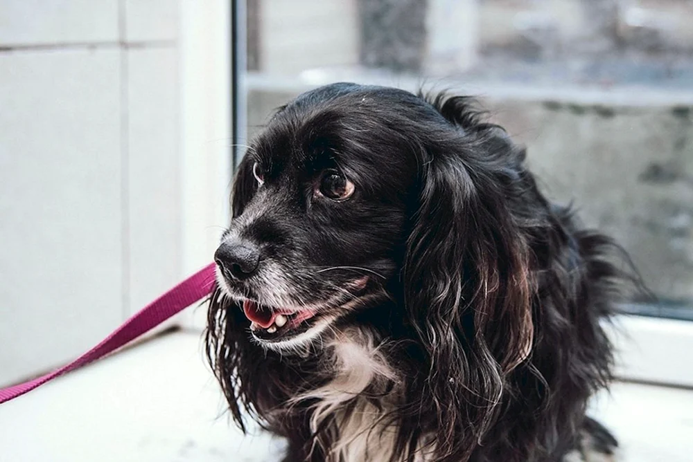 Tibetischer spaniel mestizo
