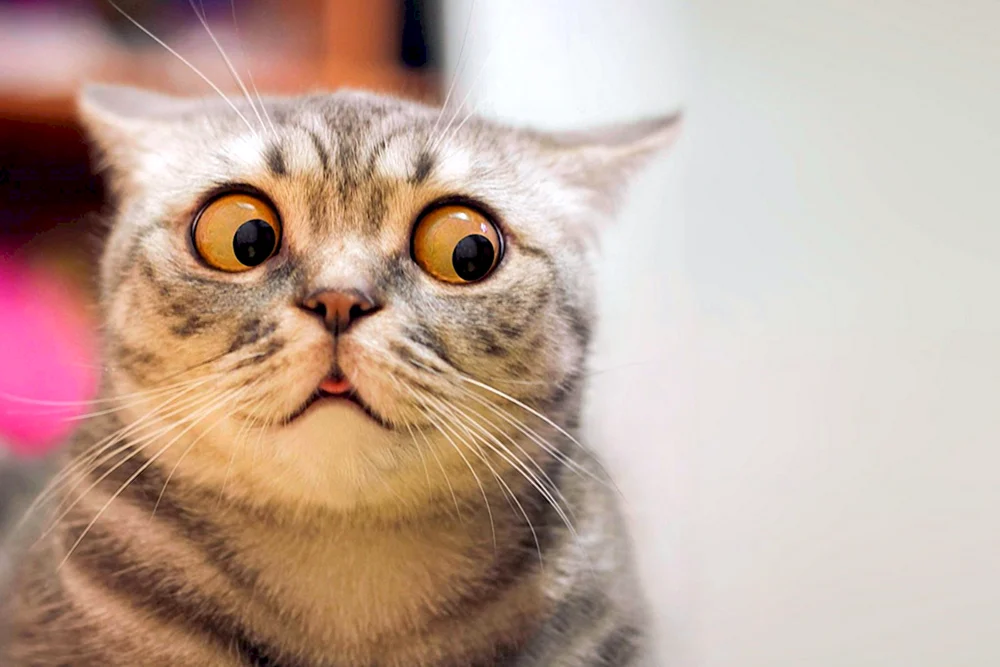 Eine verängstigte Katze