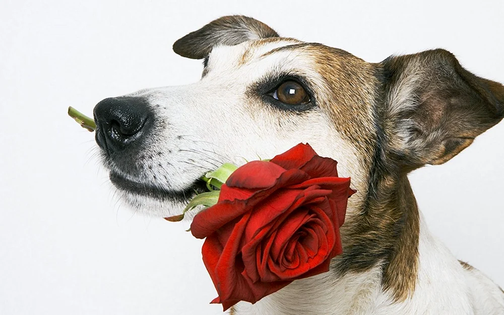 Basset Hound