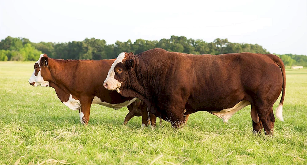 Simmentaler Rinderrasse