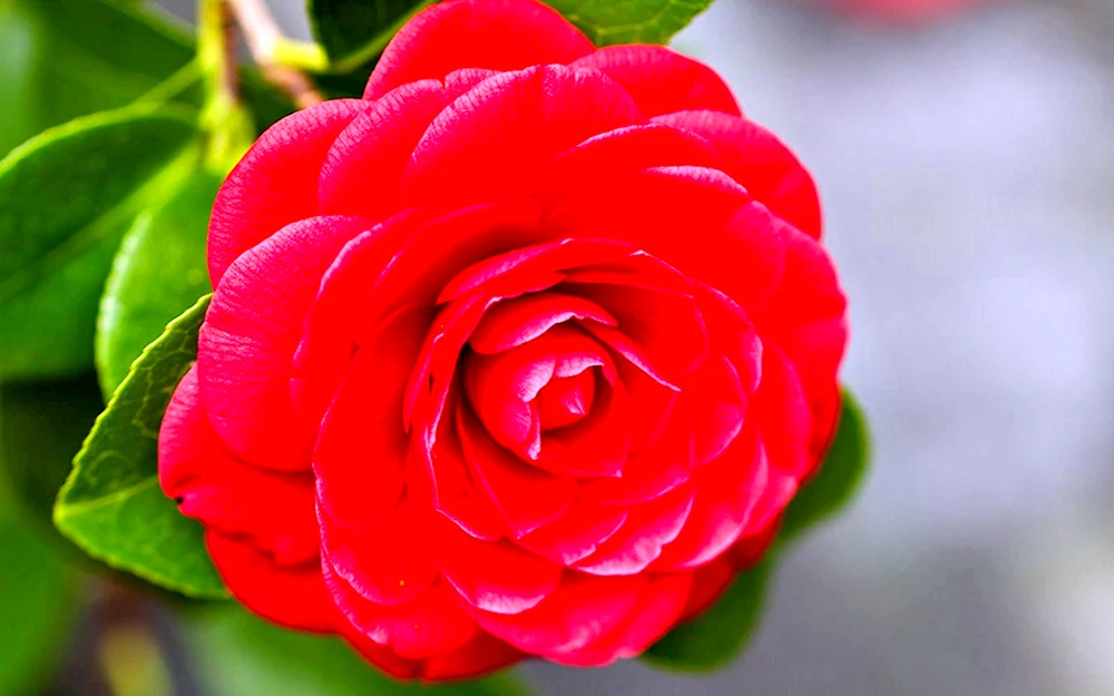 Middlemist Camellia