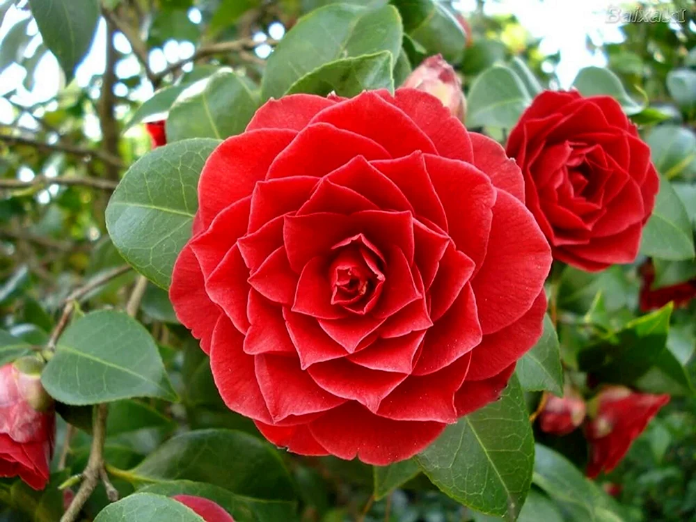 Middlemist Camellia