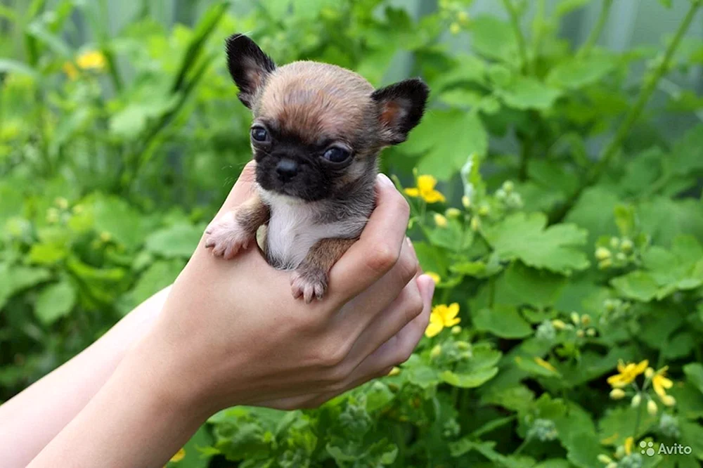 Mexikanischer Chihuahua langhaarig