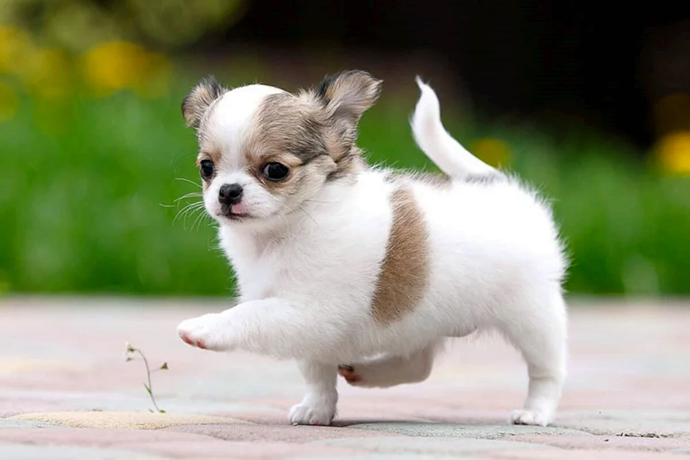 Micro Chihuahua langhaarig