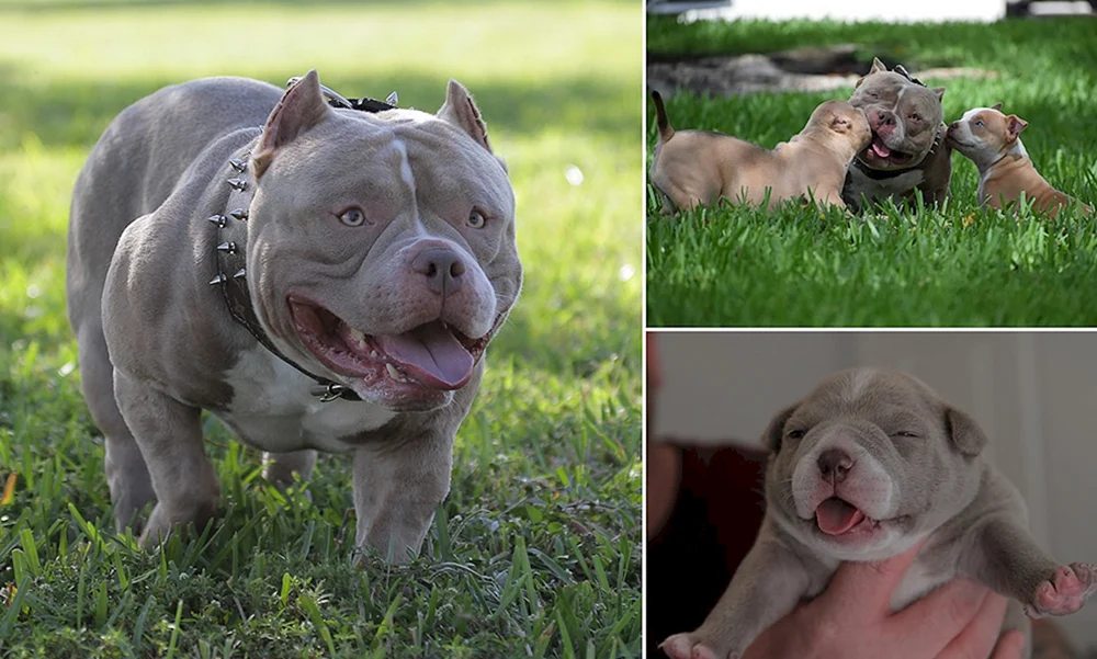 Amerikanischer Bullie Pocket Standard