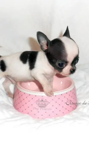 Micro mini mini Chihuahua