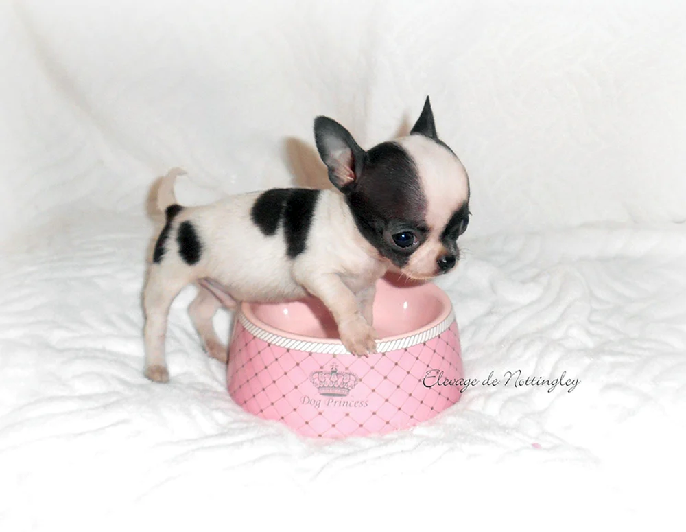 Micro mini mini Chihuahua