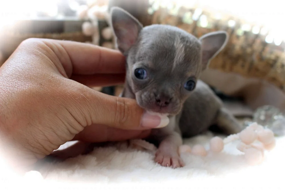 Chihuahua mini Hunderasse