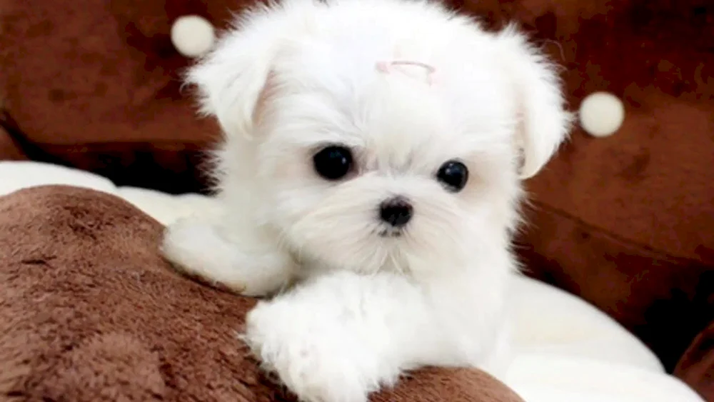 Pomeranian Spitz
