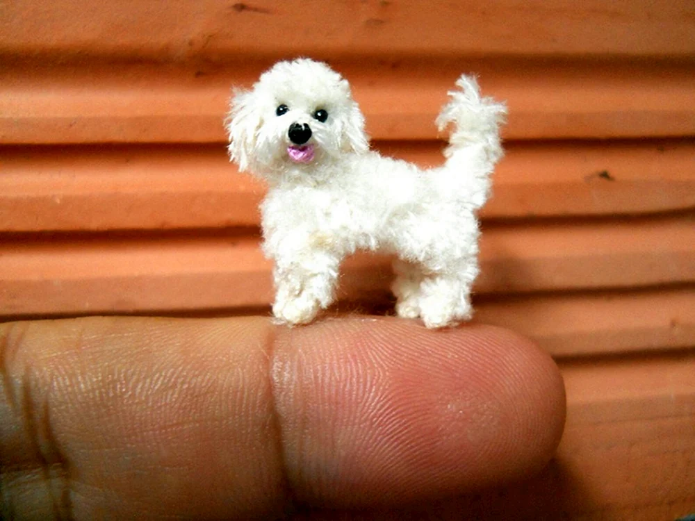 Micro Pudel Ticap