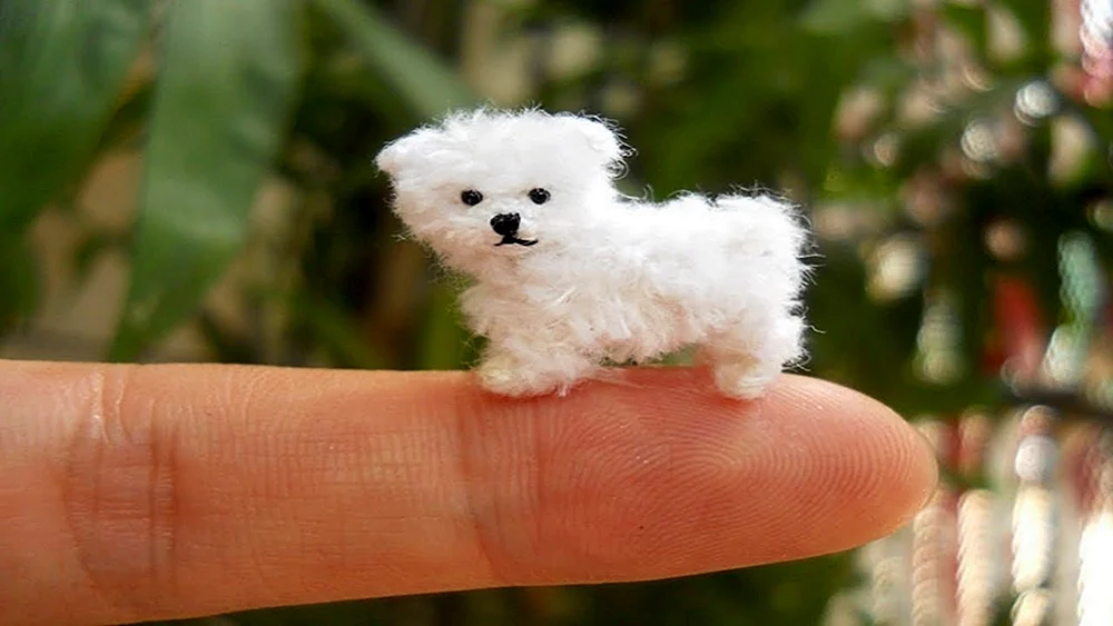 Micro Spitz Rasse