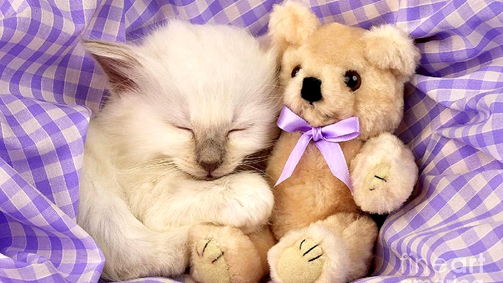 Pomeranian Spitz Boo