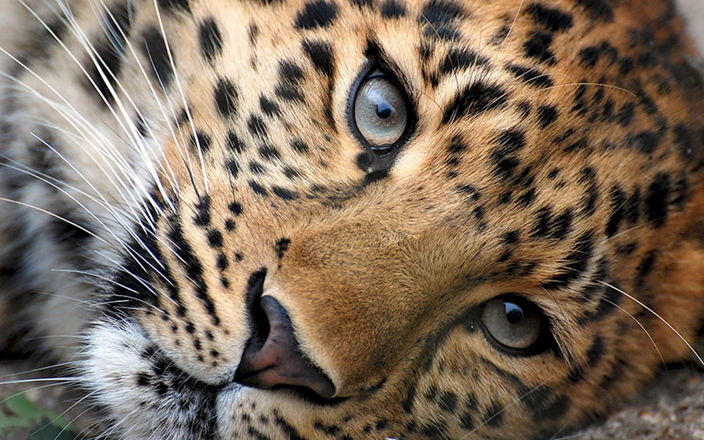 Milady Goldener Leopard