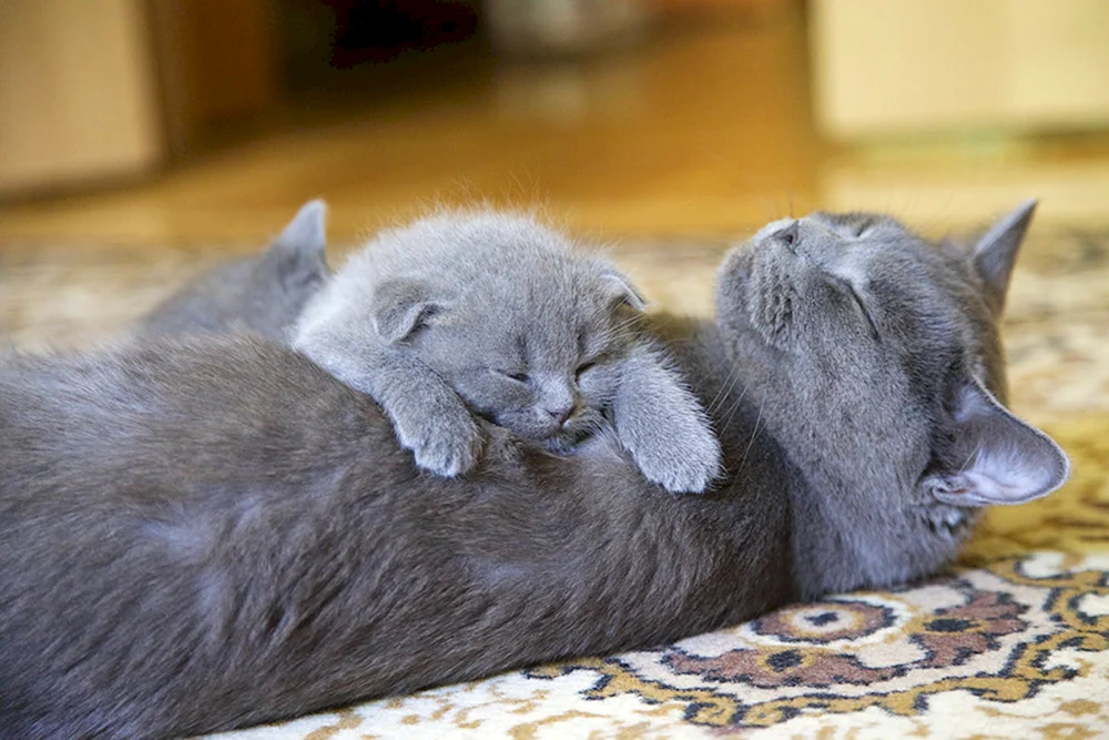Rote Katze