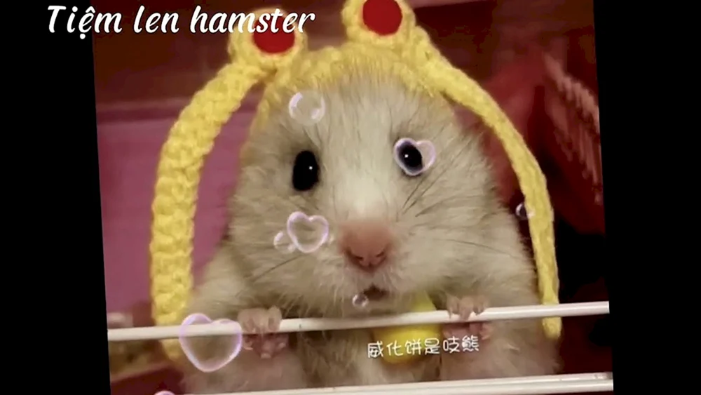 Süße Hamster