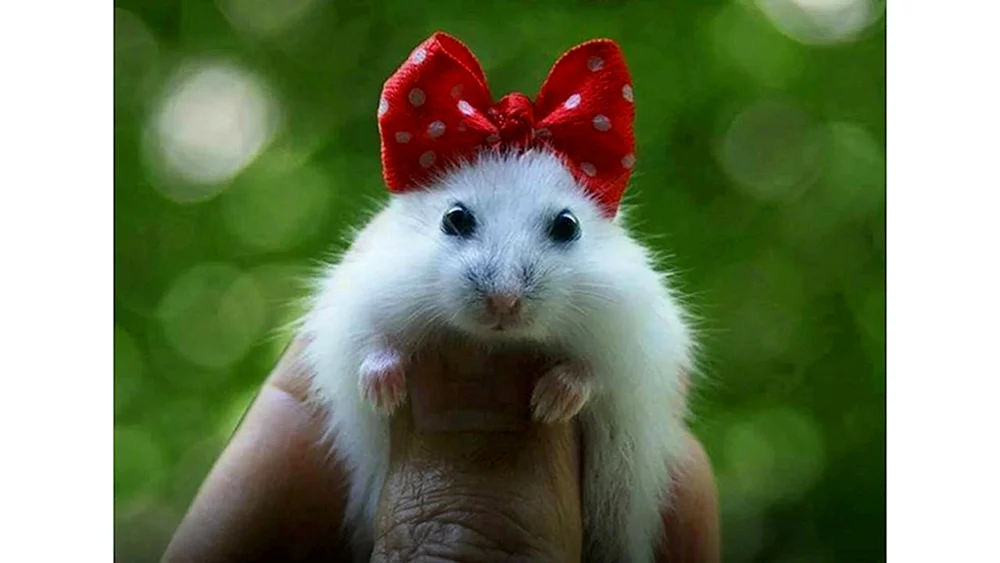 Hamster Hamster Hamster
