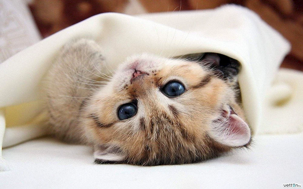Pelzige Katze