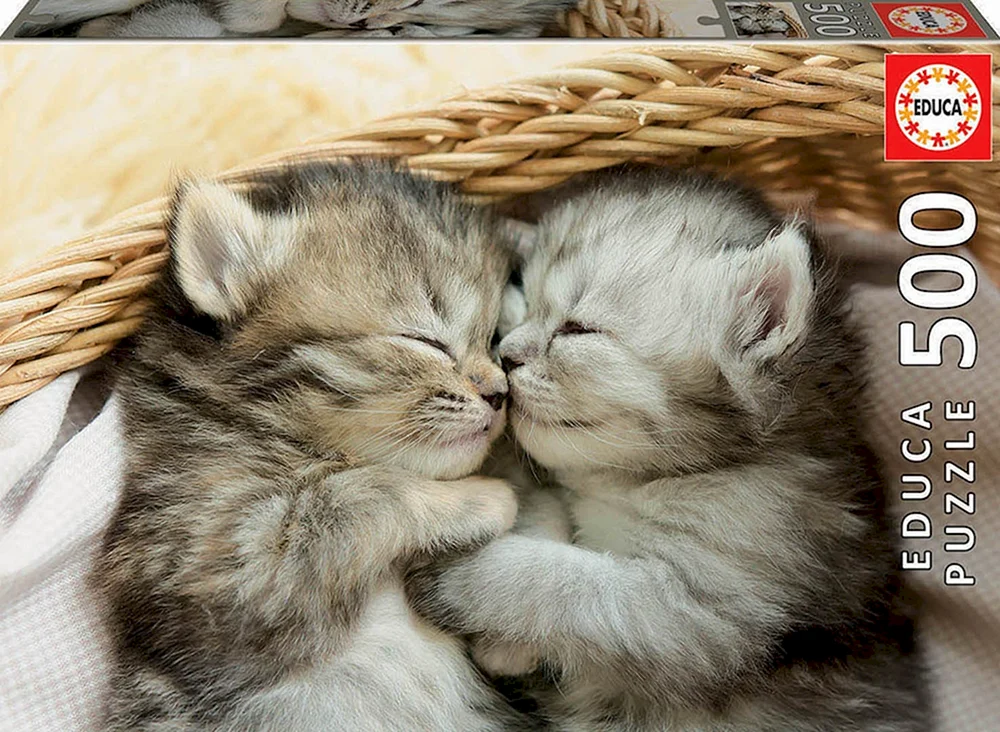 Süße Katzen