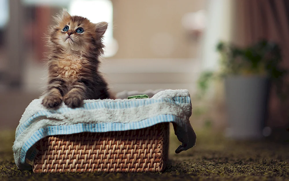 Süße Katzen