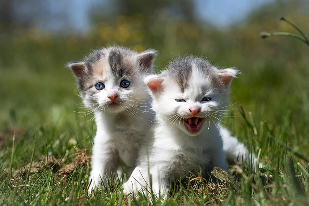 Süße Katzen