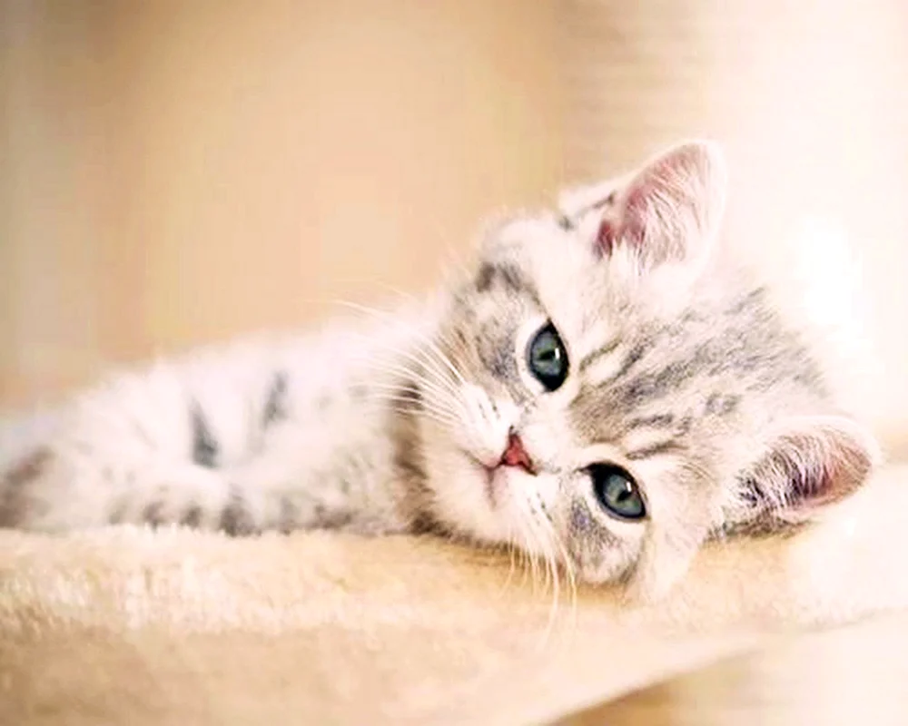 Schöne Katzen