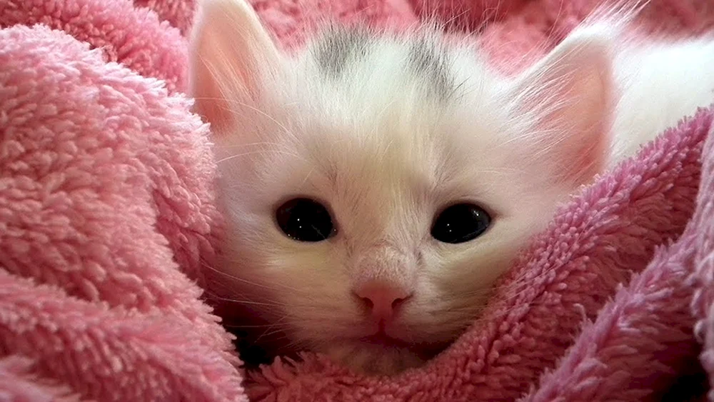 Spitz Shitzu