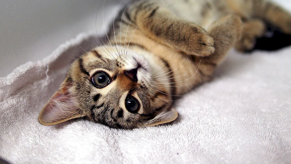 Reife Katzen mit Hut