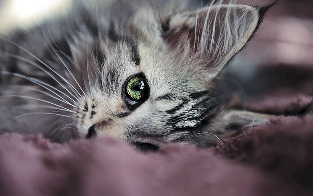 Süße Katzen