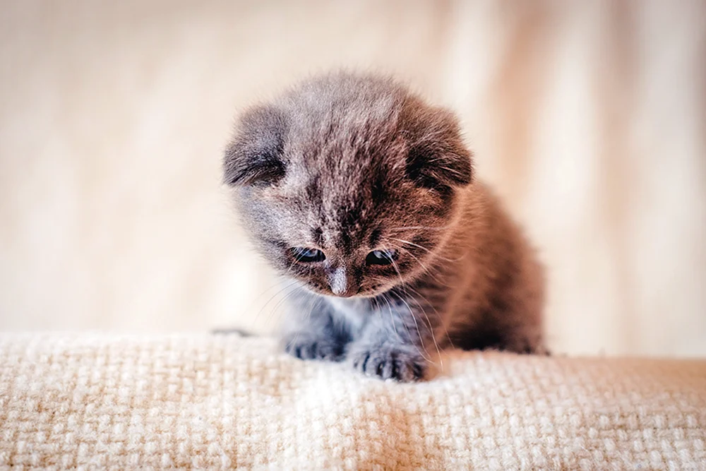 Pelzige Tiere