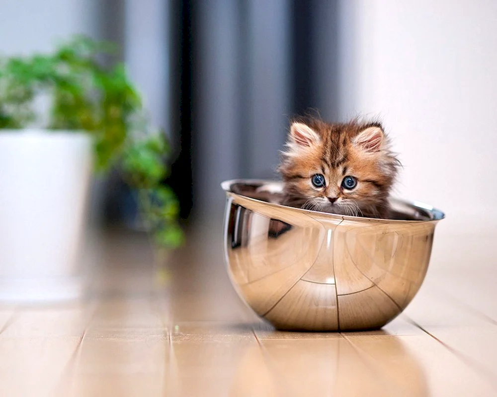 Süße Katzen