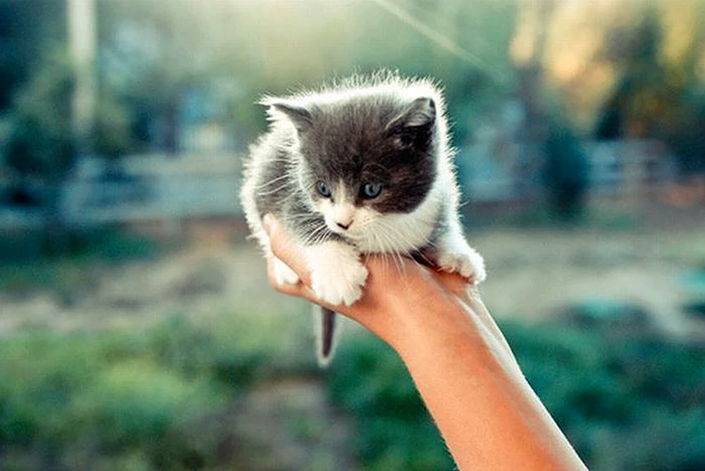 Katze in der Handfläche
