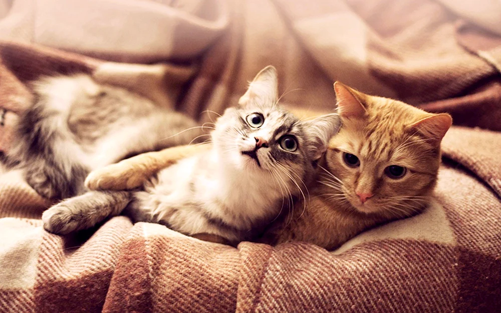 Katzen kuscheln