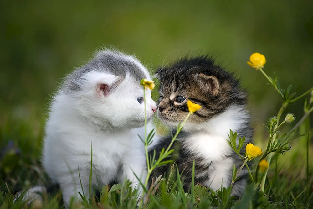 Katzen kuscheln