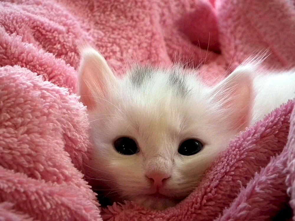 Marshmallow Spitz